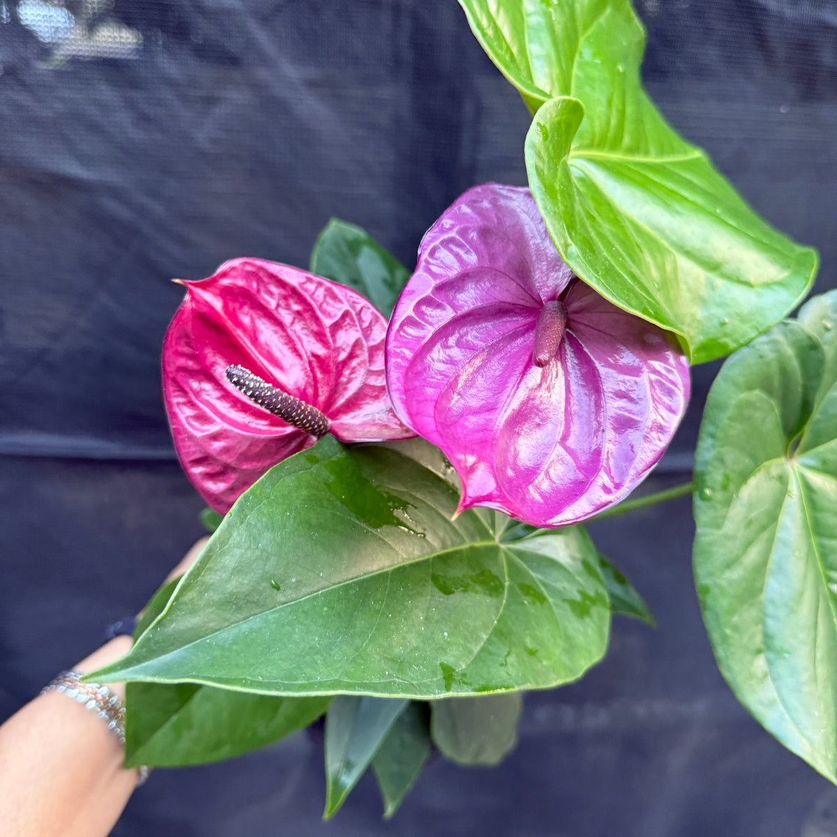 Purple Anthurium | Flowering Indoor Plant Sydney