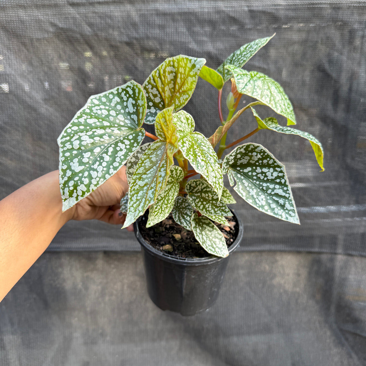 Begonia 'Snowcap'