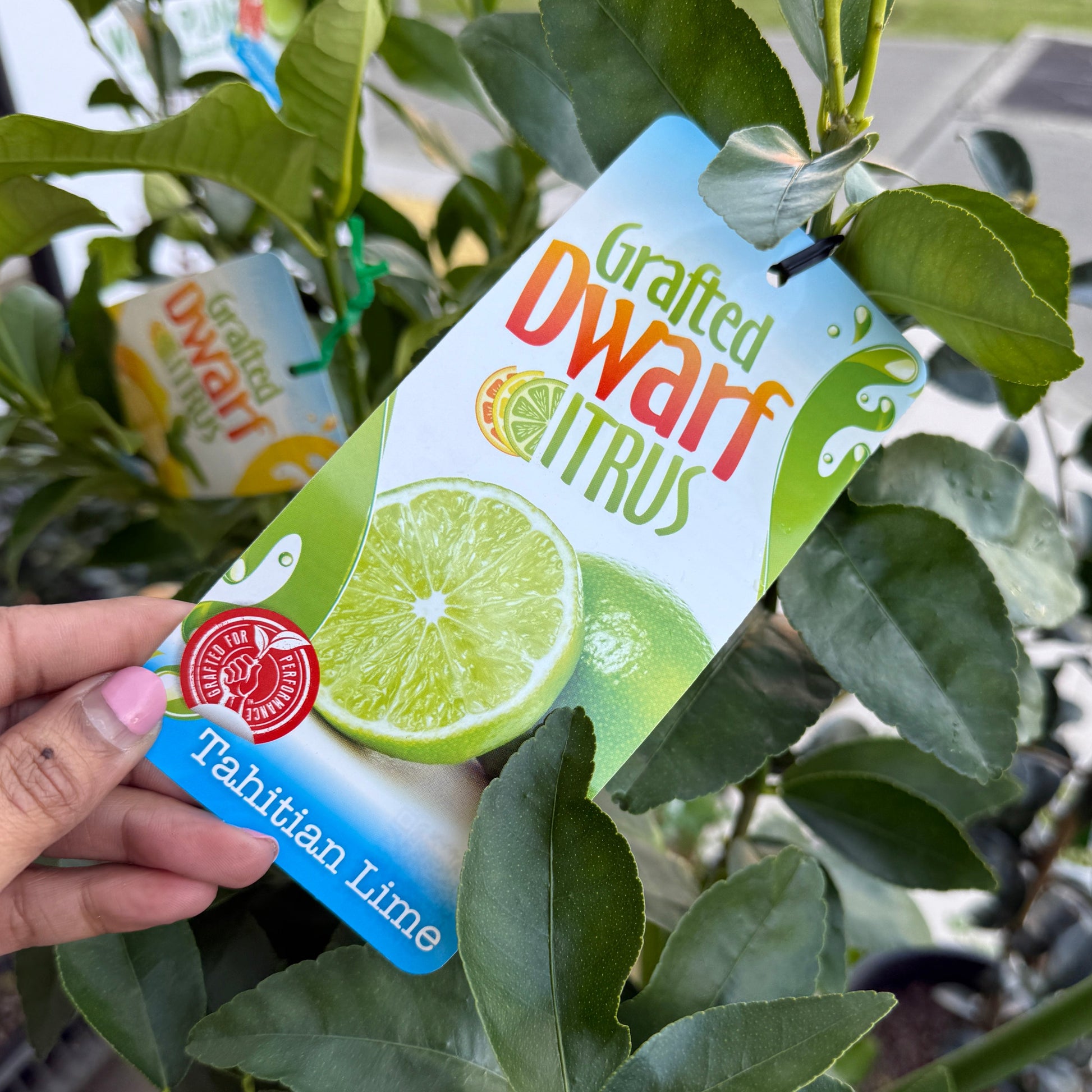 Tahitian Dwarf Citrus Plant