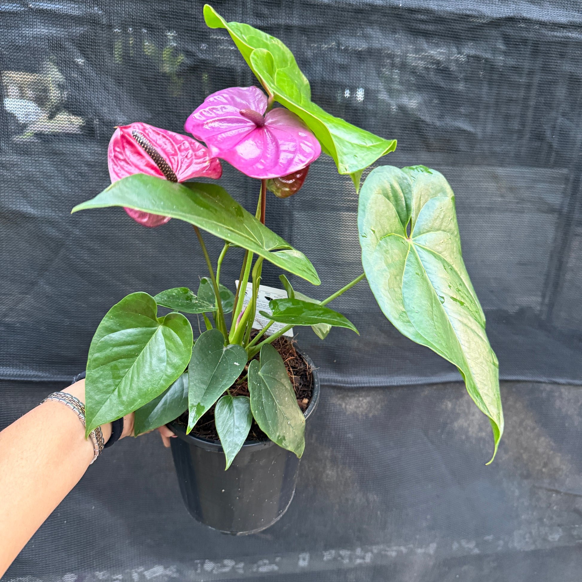 Purple Anthurium flower close up with glossy foliage
