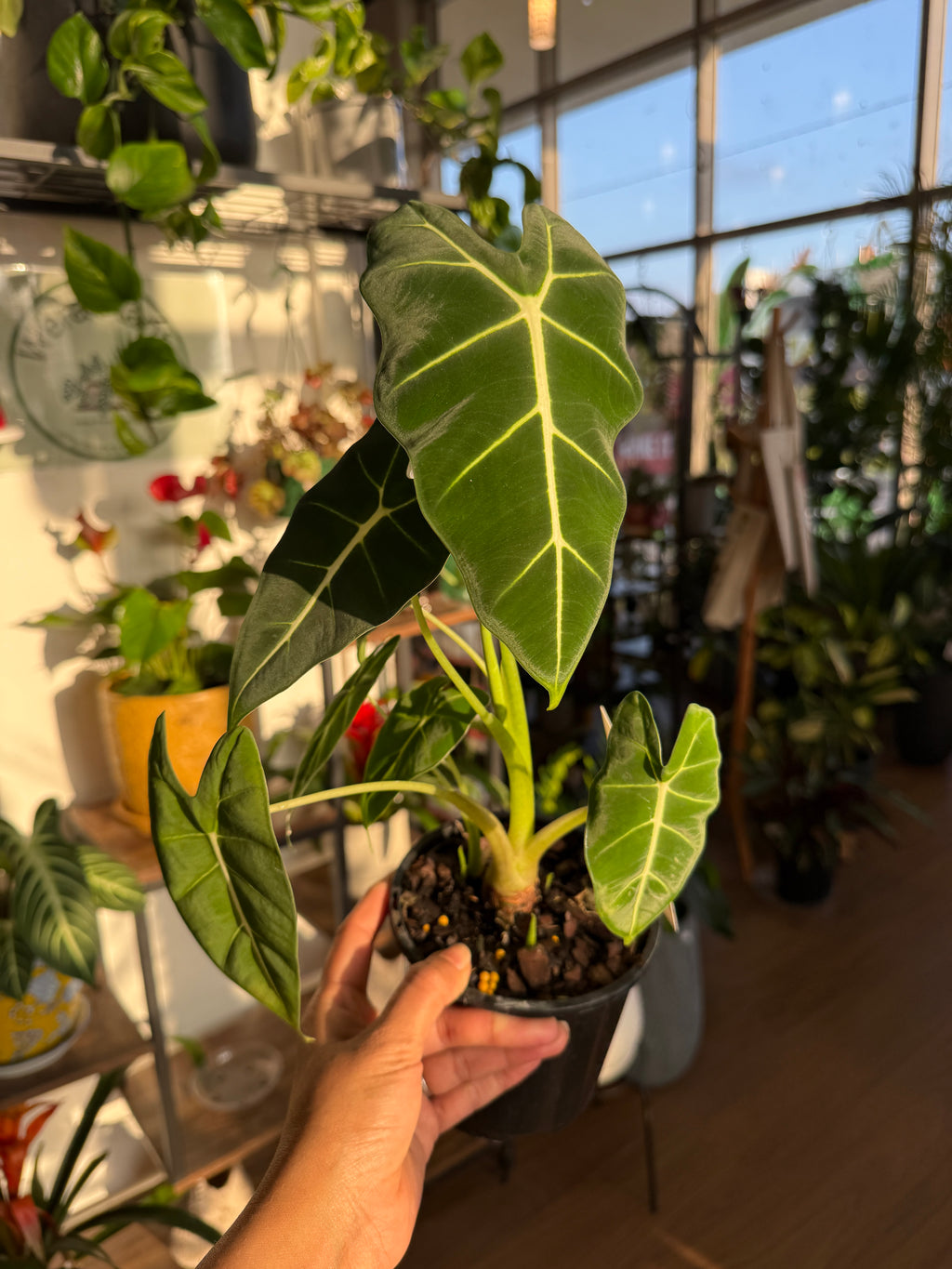 Alocasia Frydek houseplant Sydney