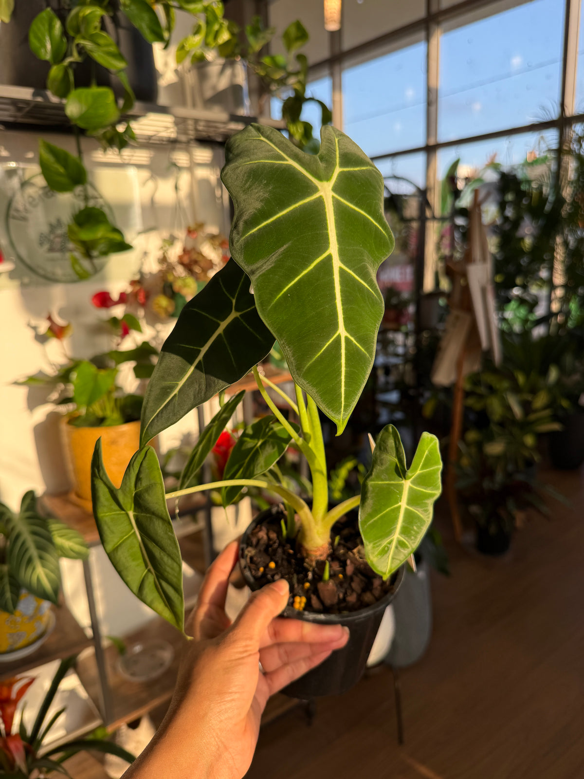Alocasia Frydek houseplant Sydney