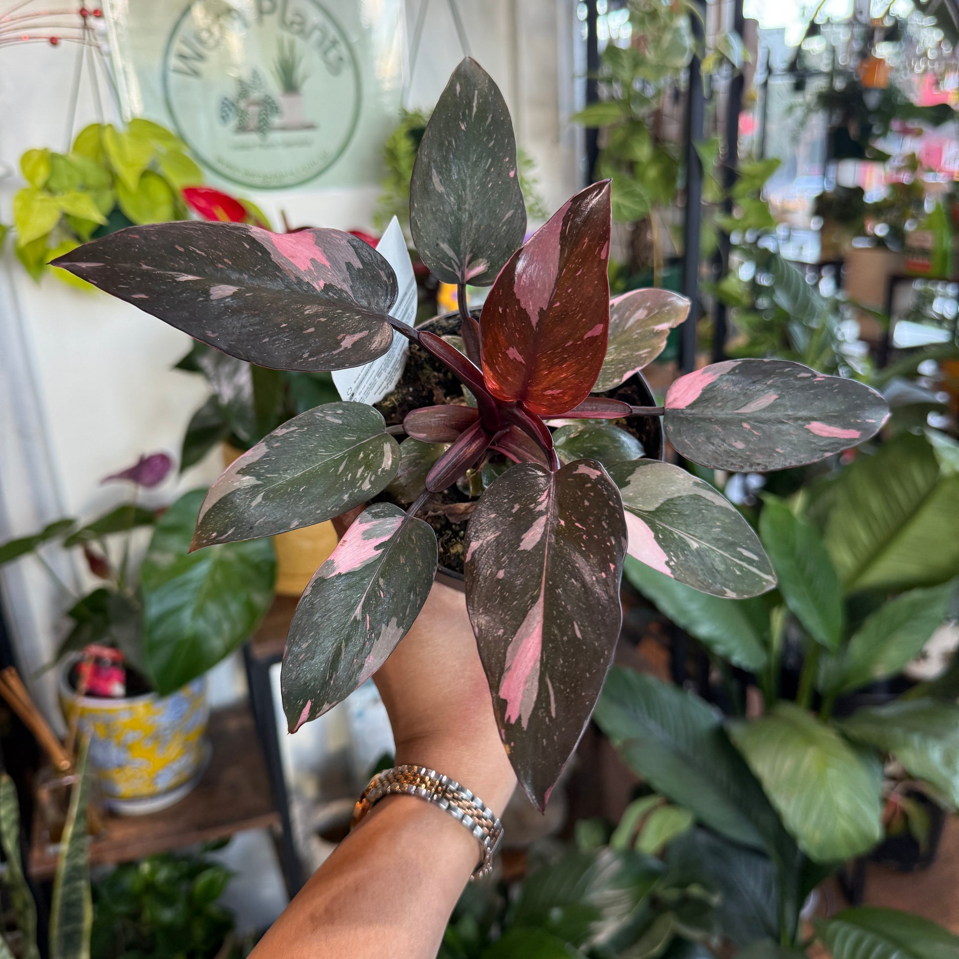 Philodendron Pink Princess rare pink variegated indoor plant Sydney
