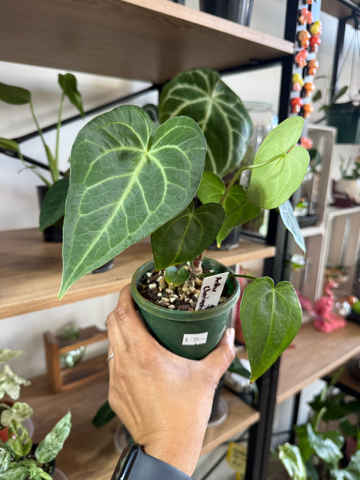 Anthurium Clarinervium