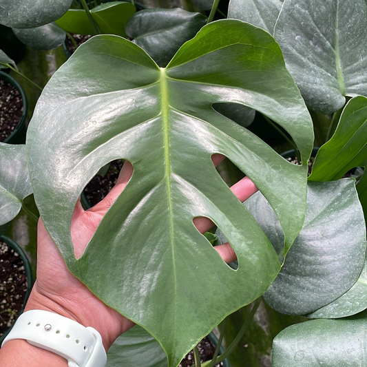 Monstera Delicosa (Pick up only)