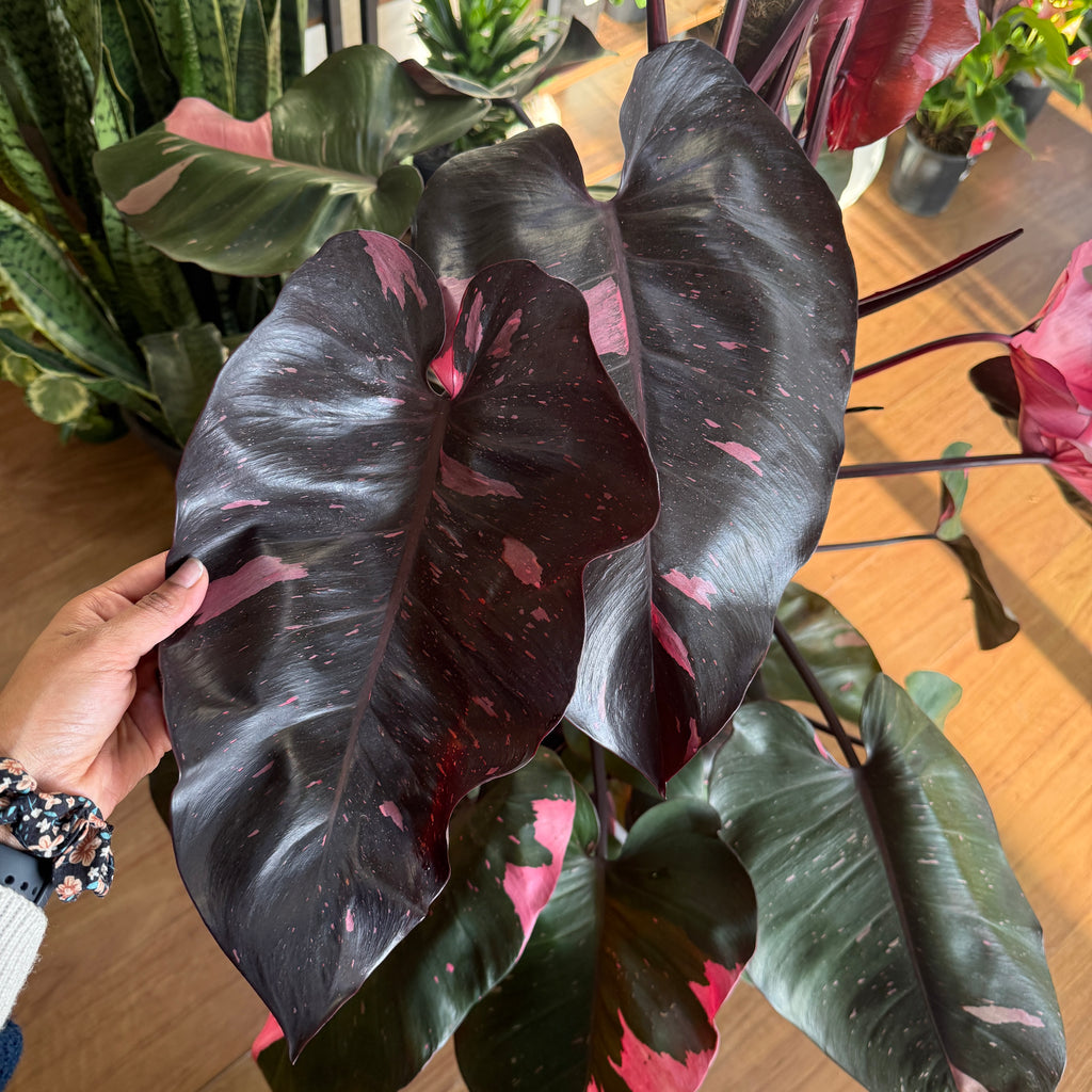 Philodendron 'Pink Princess' Totem