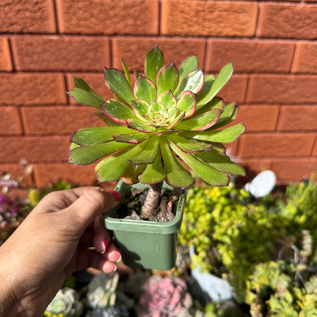 Aeonium Arboreum 'Bronze Teacup'