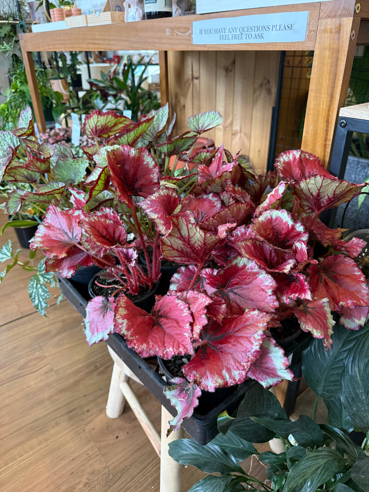 Begonia Rex