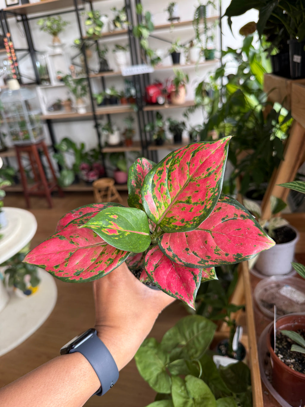Aglaonema ‘Pink Dark’