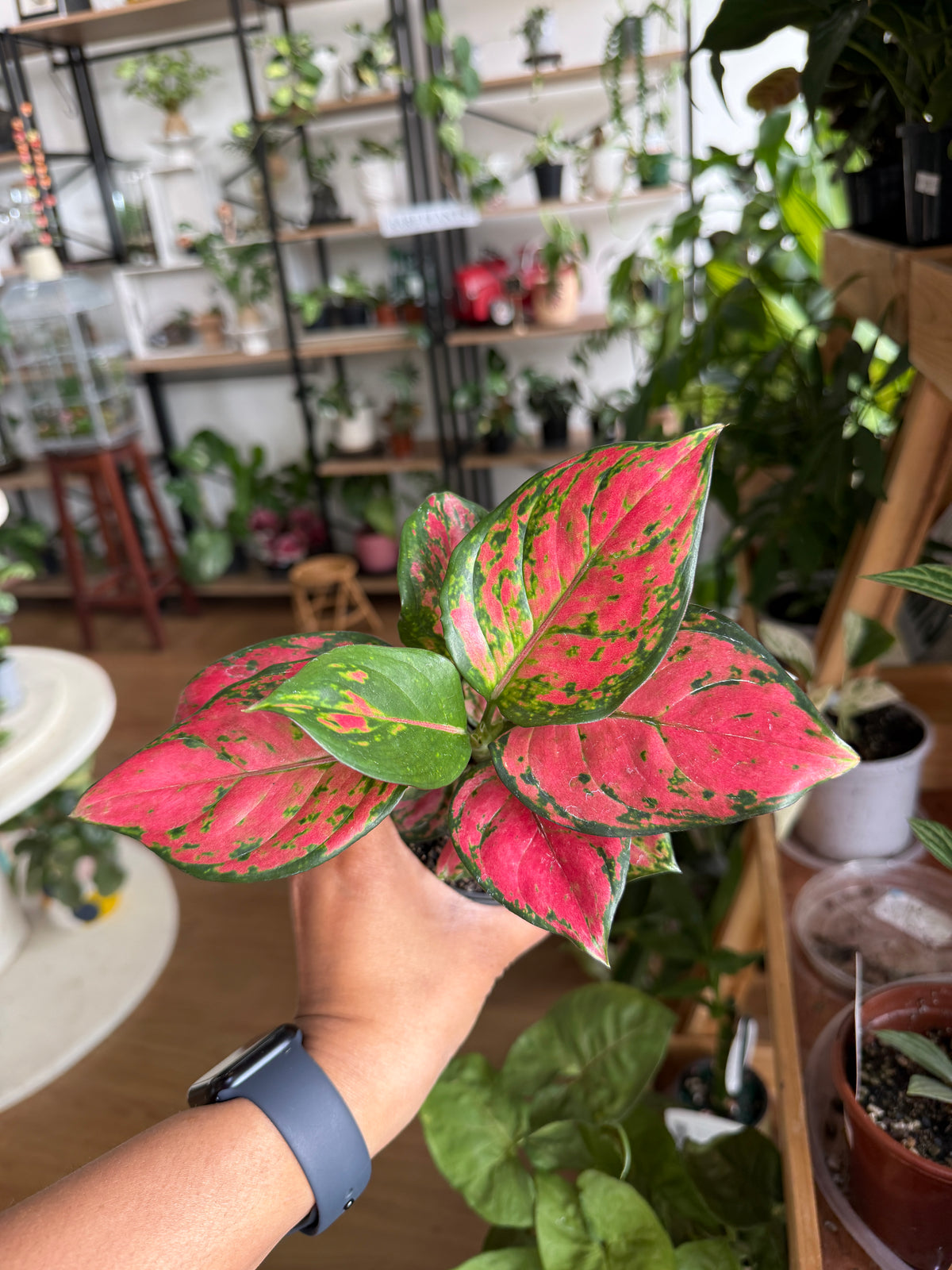 Aglaonema ‘Pink Dark’