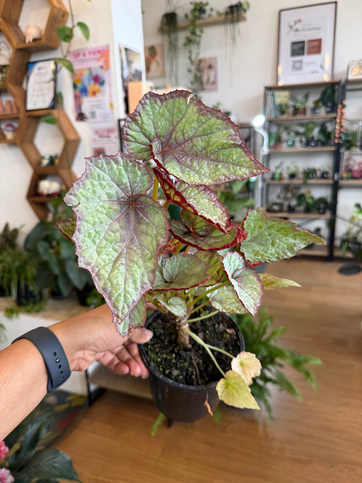 Begonia Rex