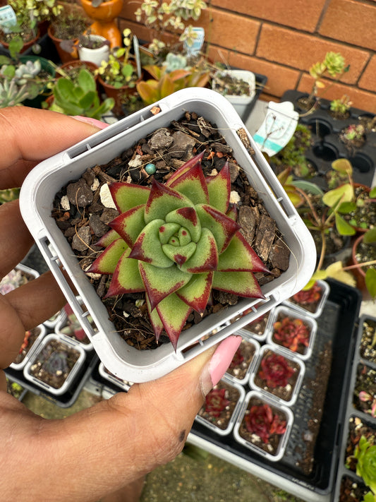 Echeveria agavoides 'Lipstick'