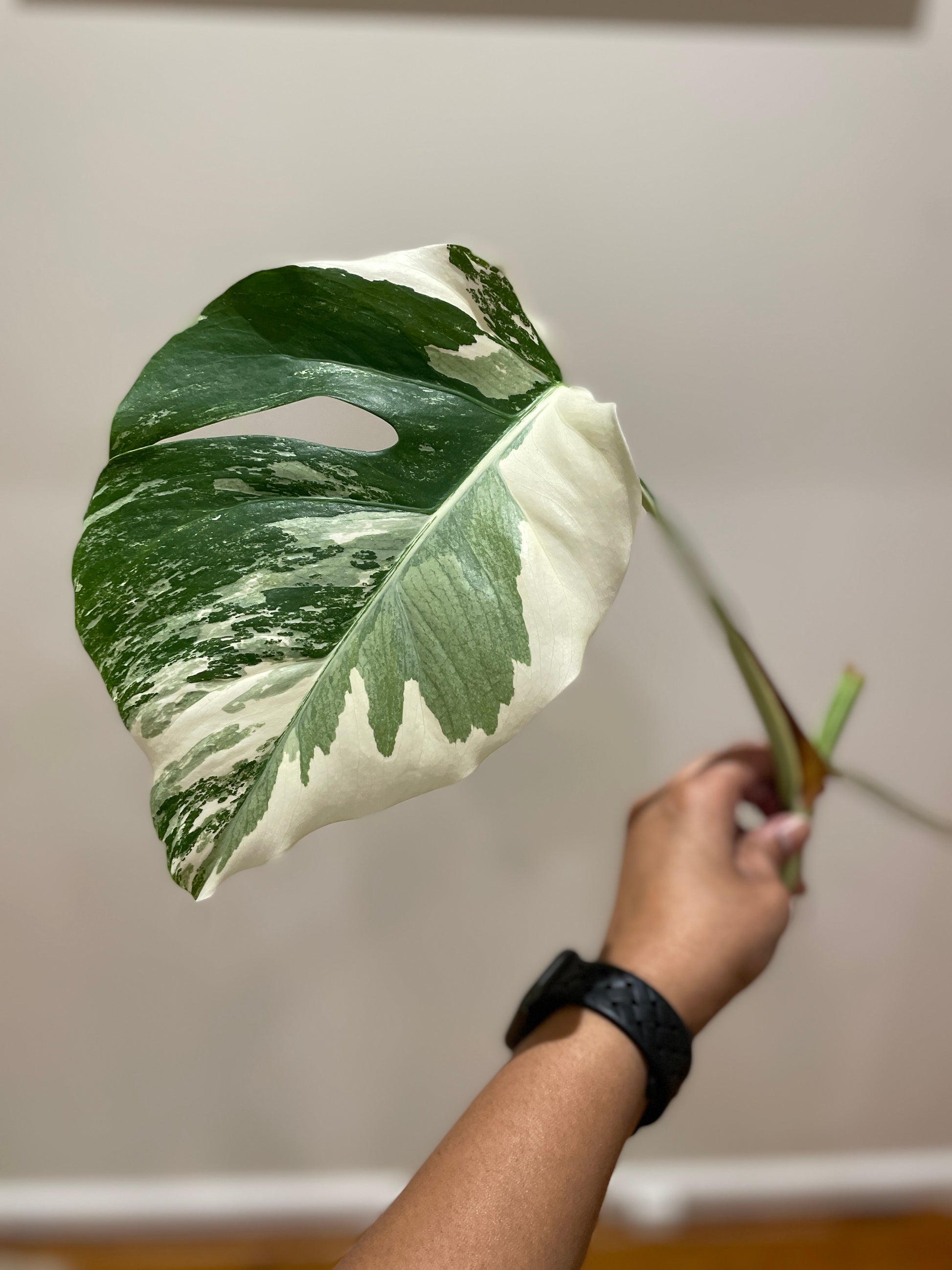 alocasia-variety-wooden-earrings
