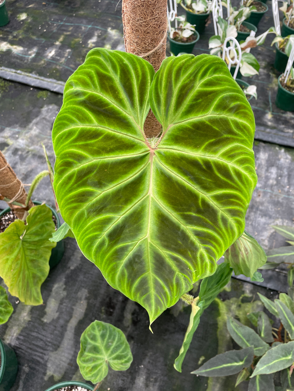 philodendron-verrucosum