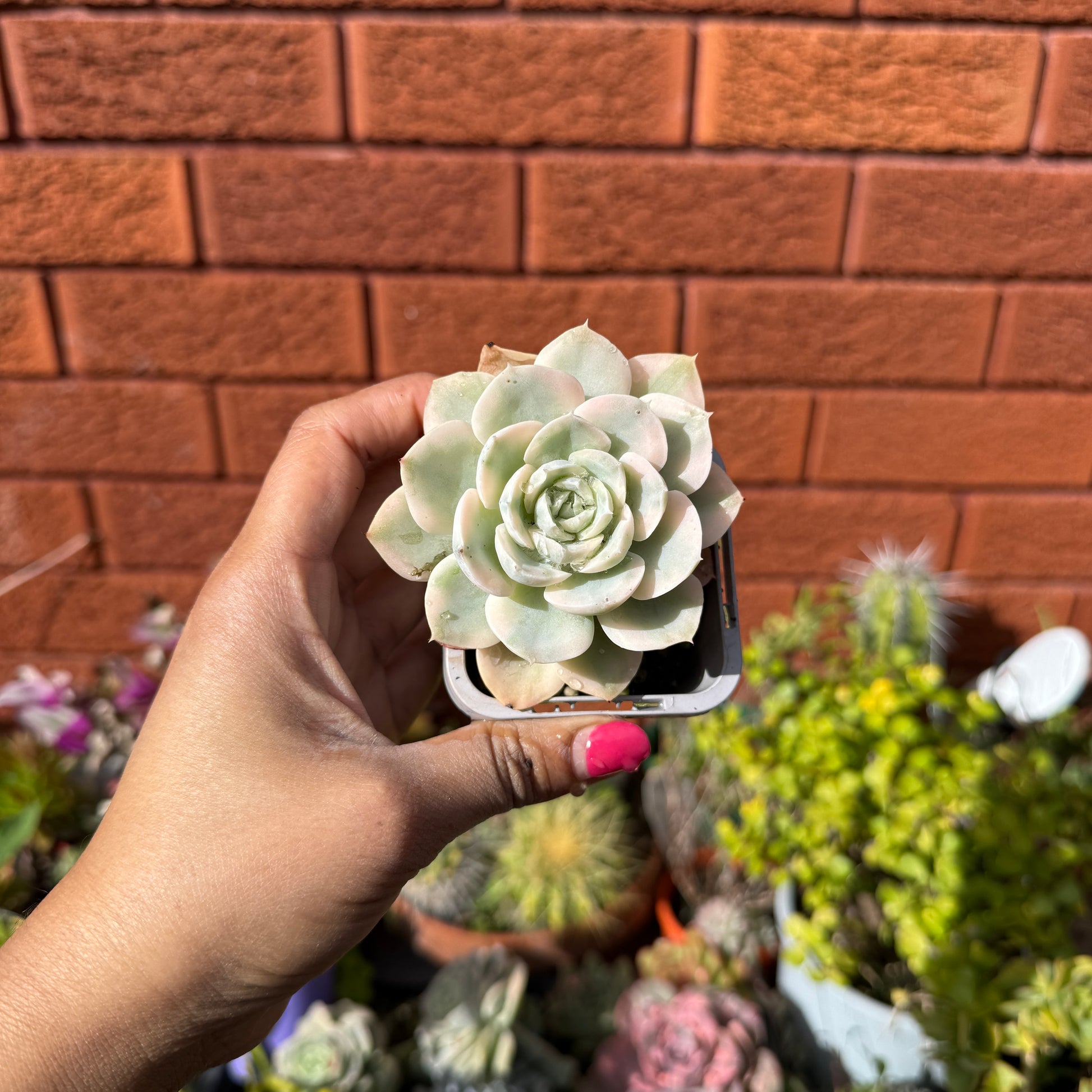 Variegated Echeveria runyonii colourful rosette succulent Sydney