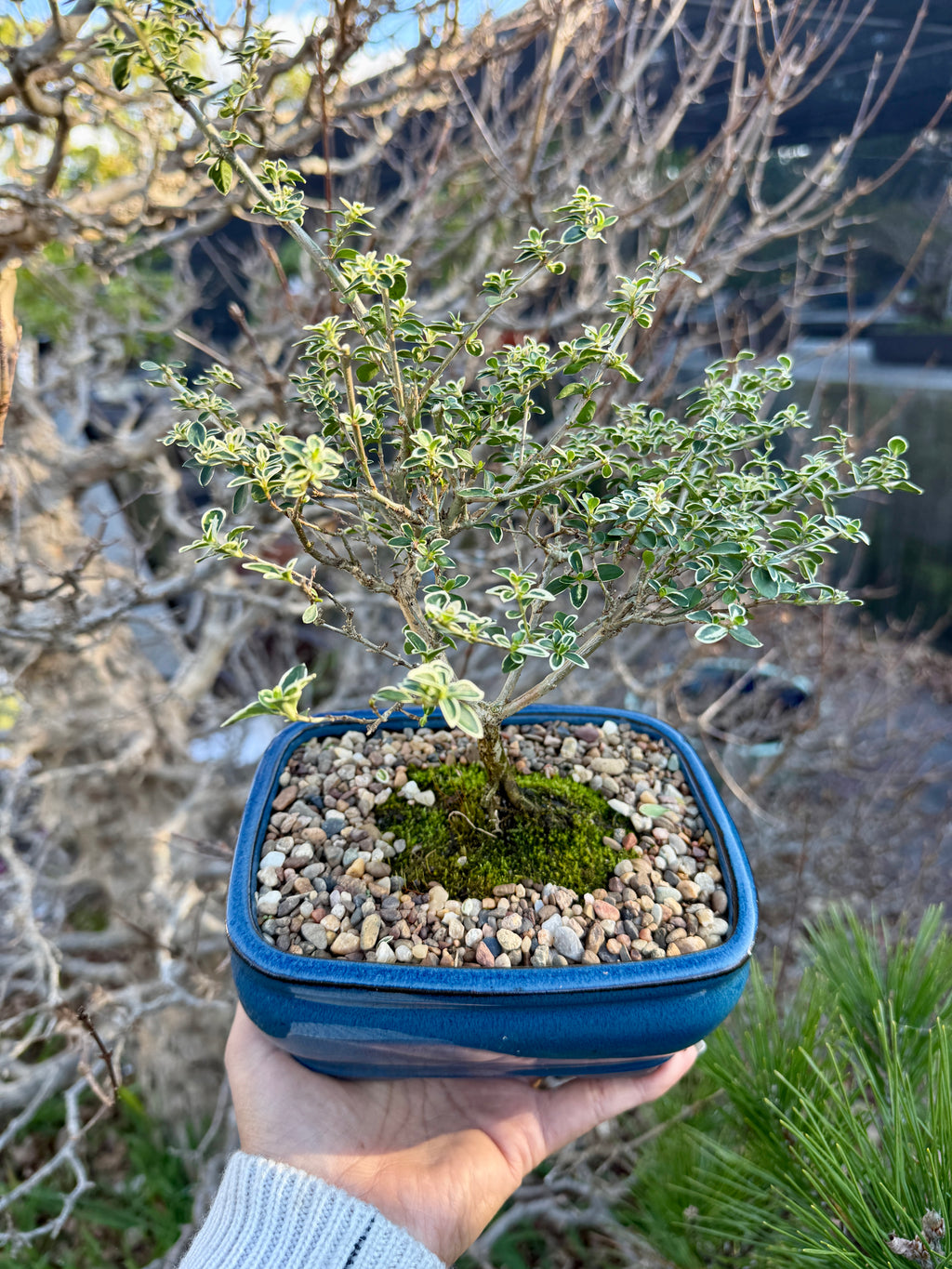 Beginner Bonsai Workshop