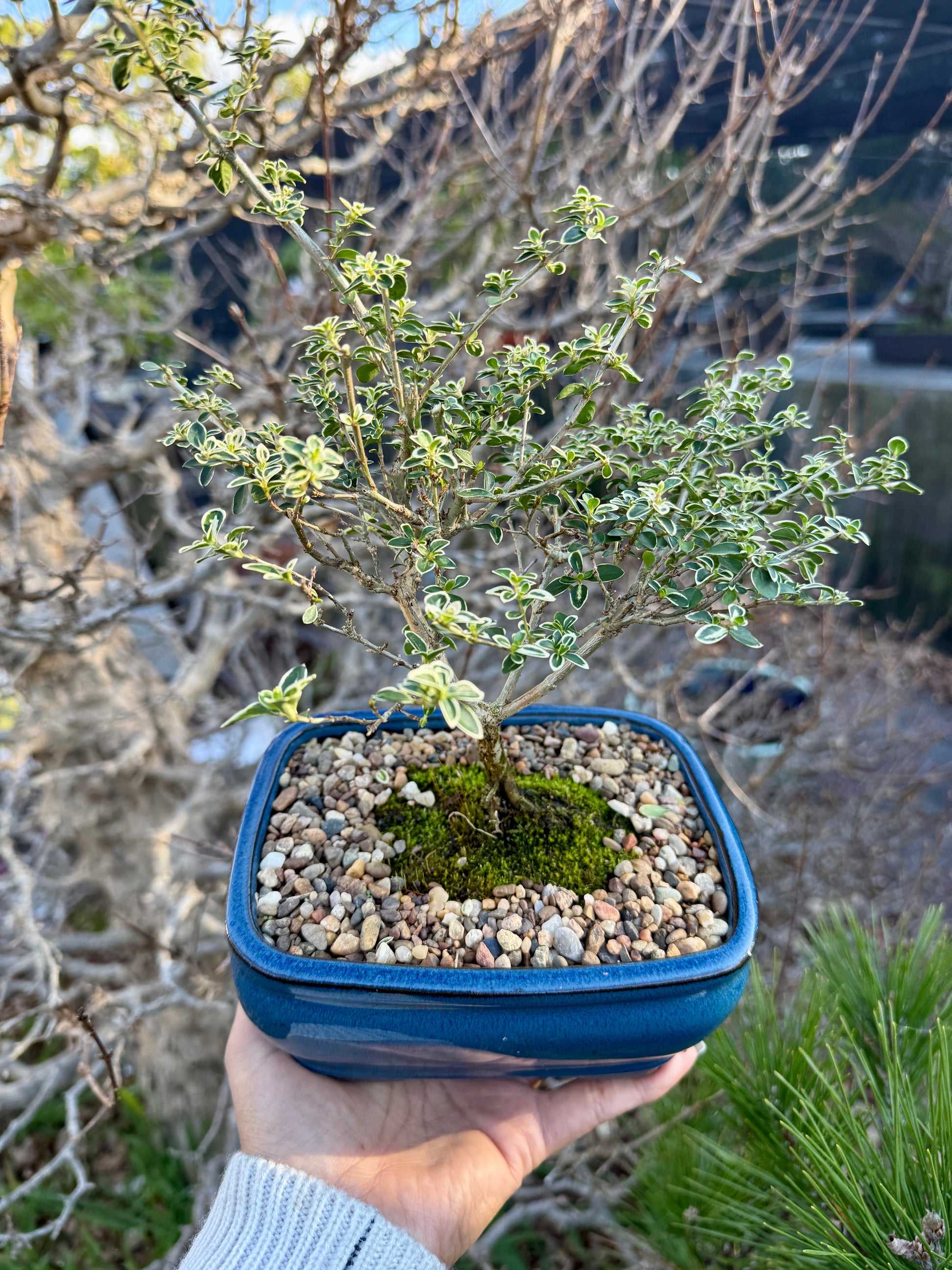 Beginner Bonsai Workshop