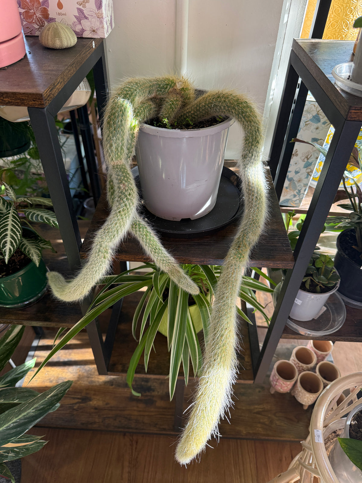 Cleistocactus Colademononis ( Monkey’s Tail Cactus)