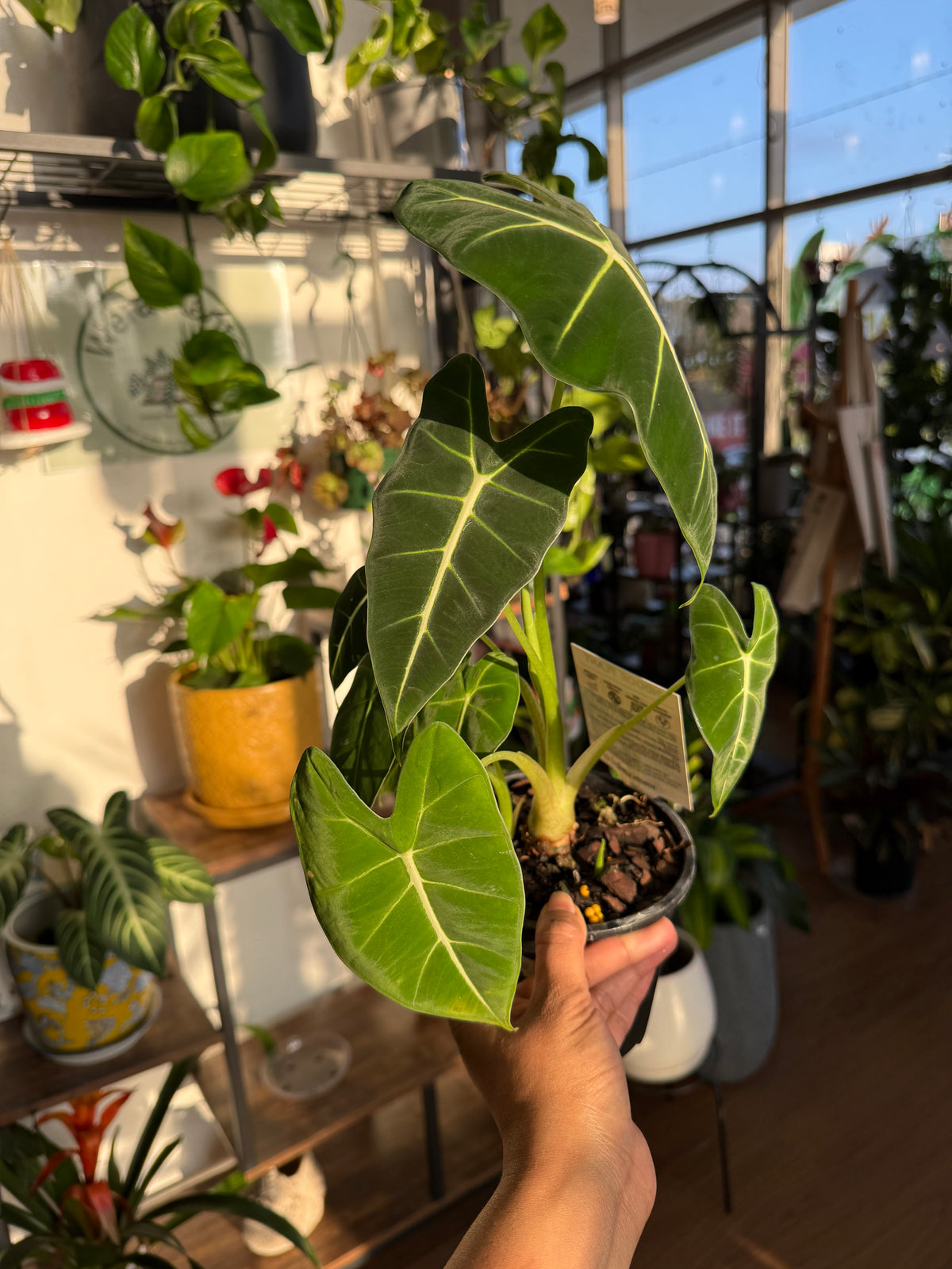 Alocasia Green Velvet