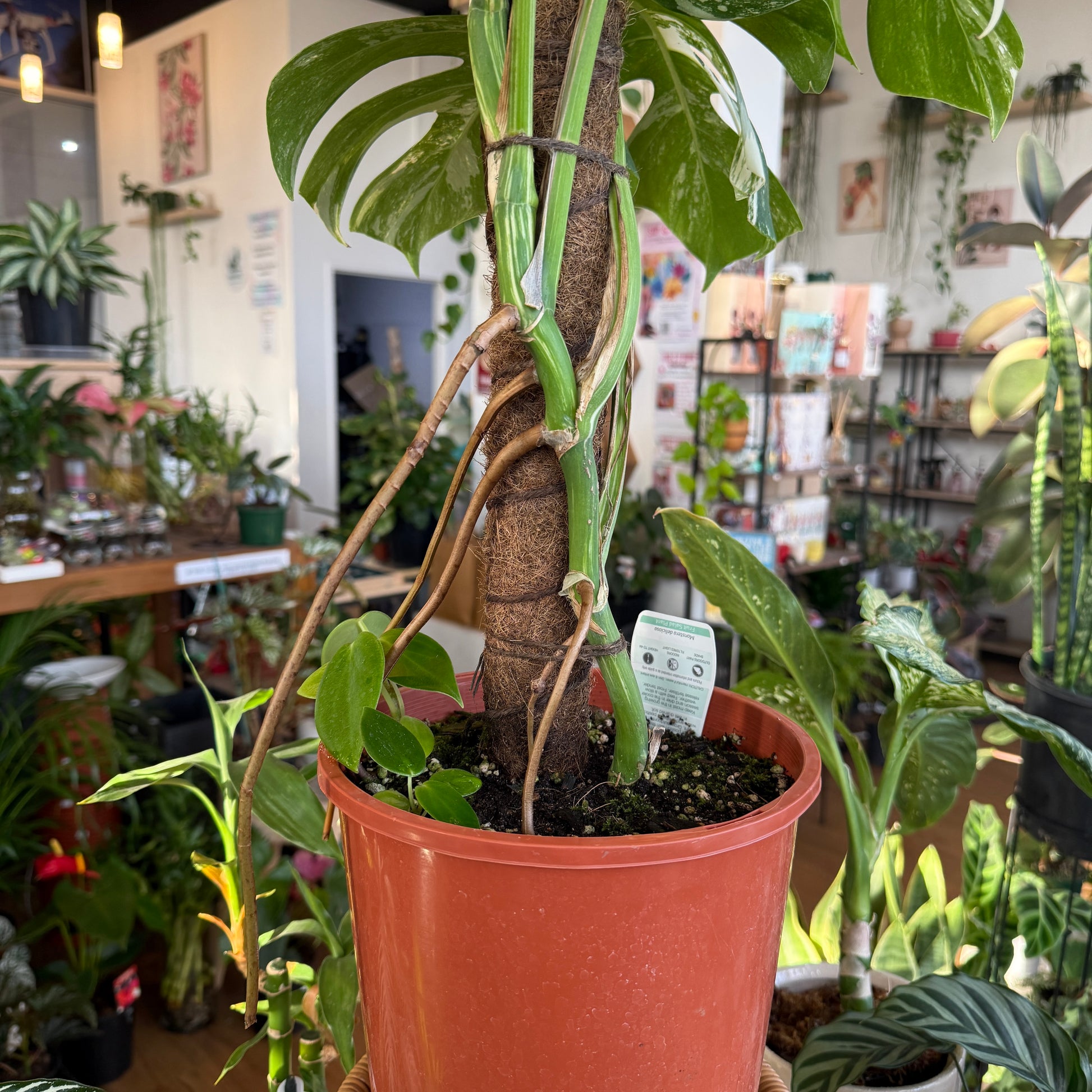 Monstera Albo (Variegated)