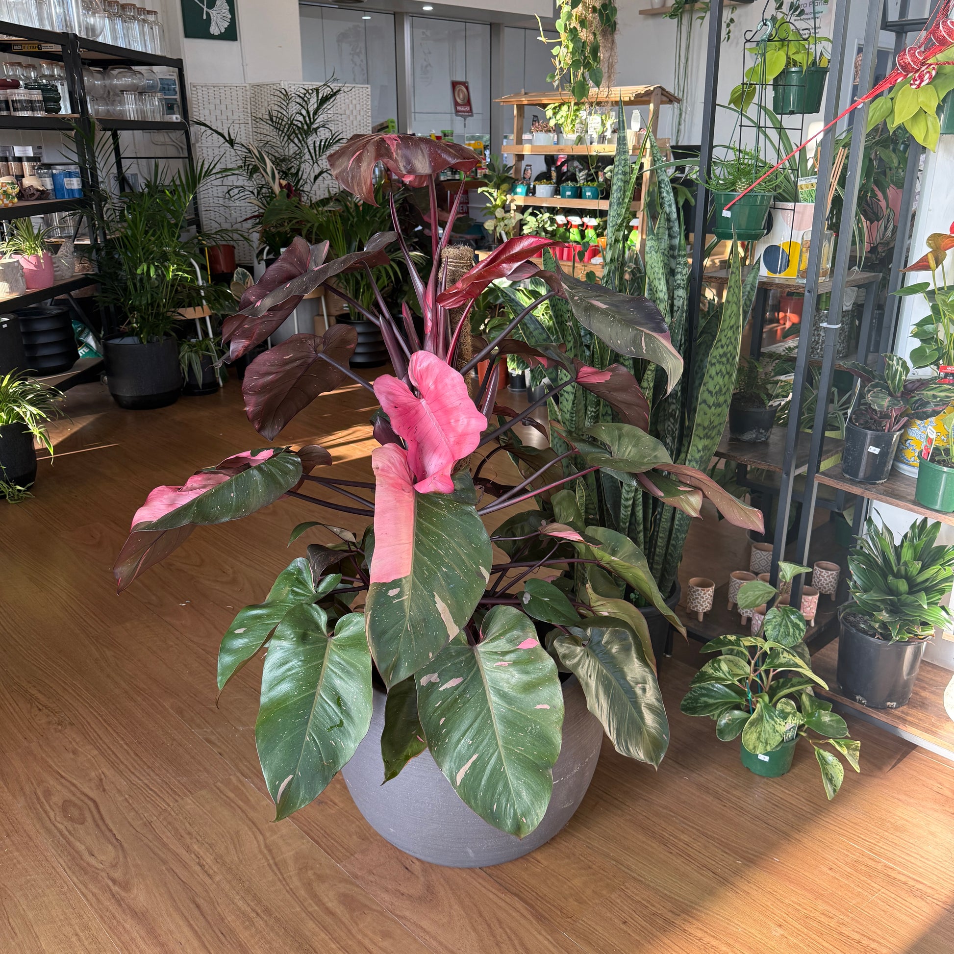 Philodendron Pink Princess rare pink variegated indoor plant Sydney