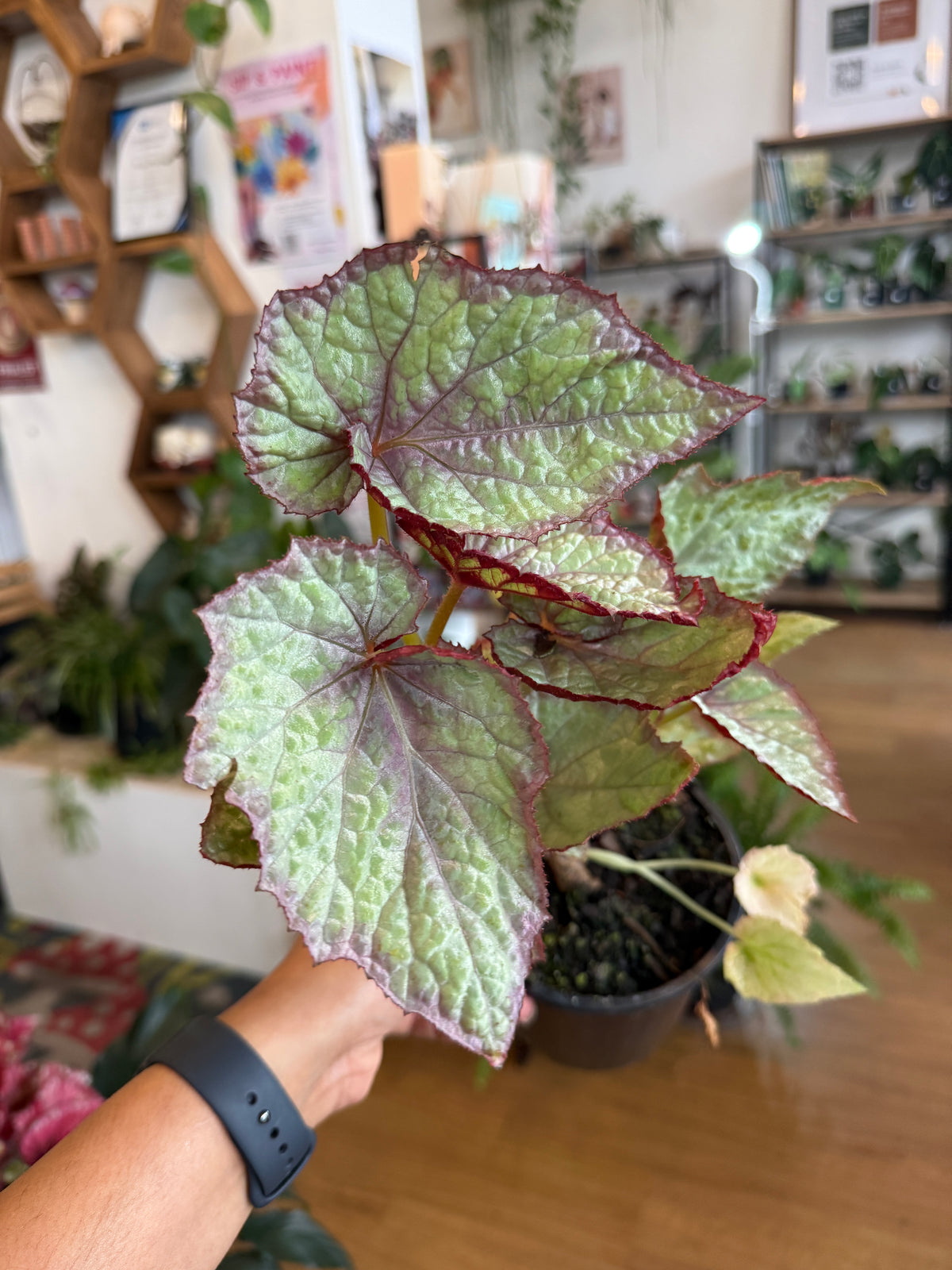 Begonia Rex