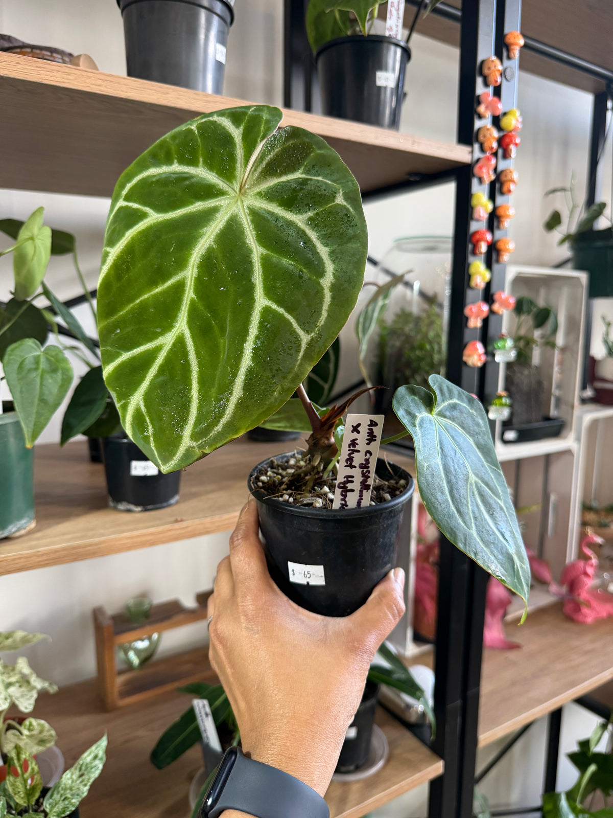 Anthurium Crystallium X Velvet Hybrid