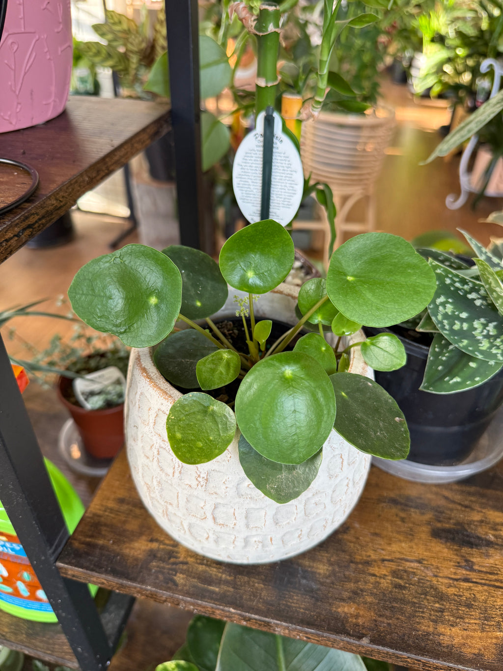 Pilea Peperomides (Chinese Money Plant)