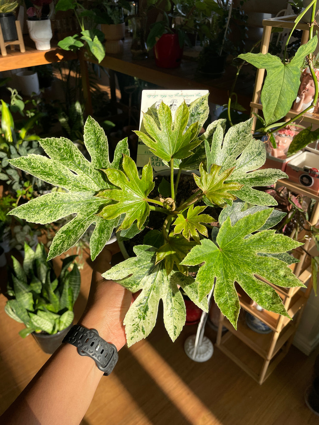 sydney indoor plants fatsia japonica
