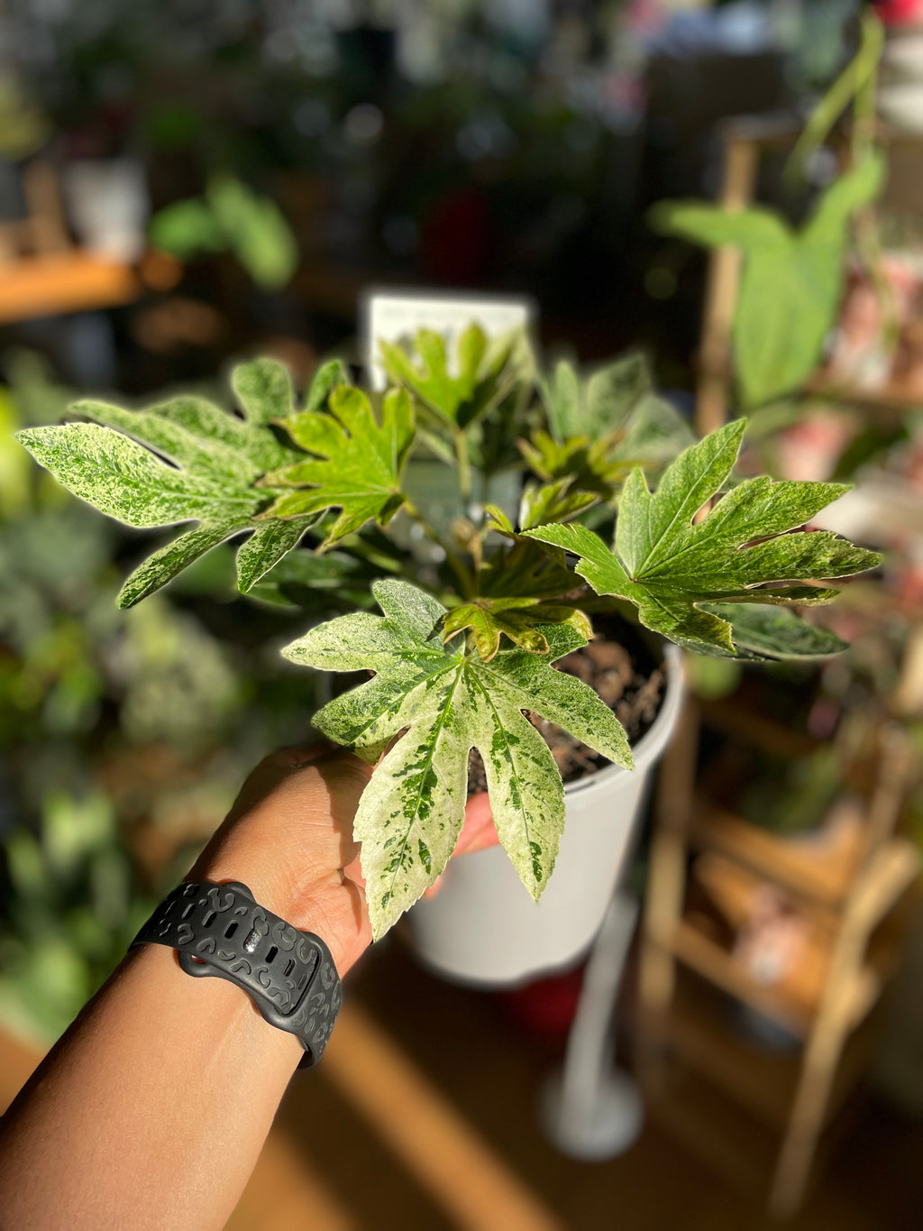 Fatsia Japonica ‘Spider Web’ white