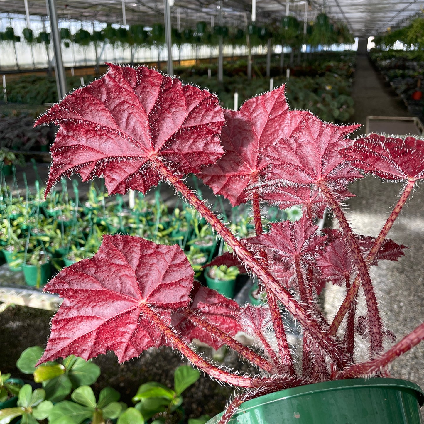 Begonia Bill Morris - Wera Plants