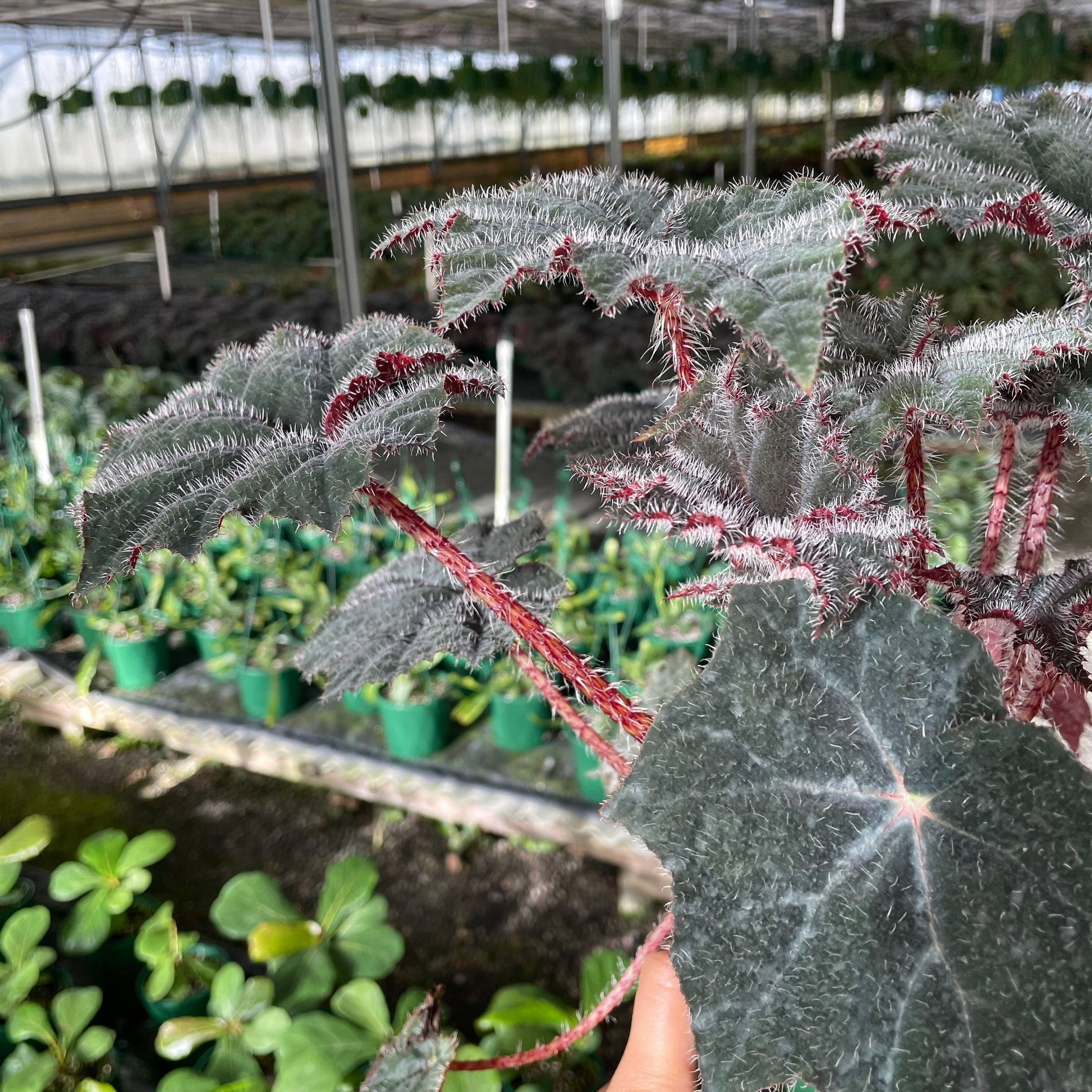 Begonia Bill Morris - Wera Plants