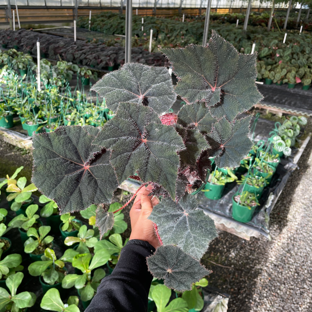 Begonia Bill Morris - Wera Plants