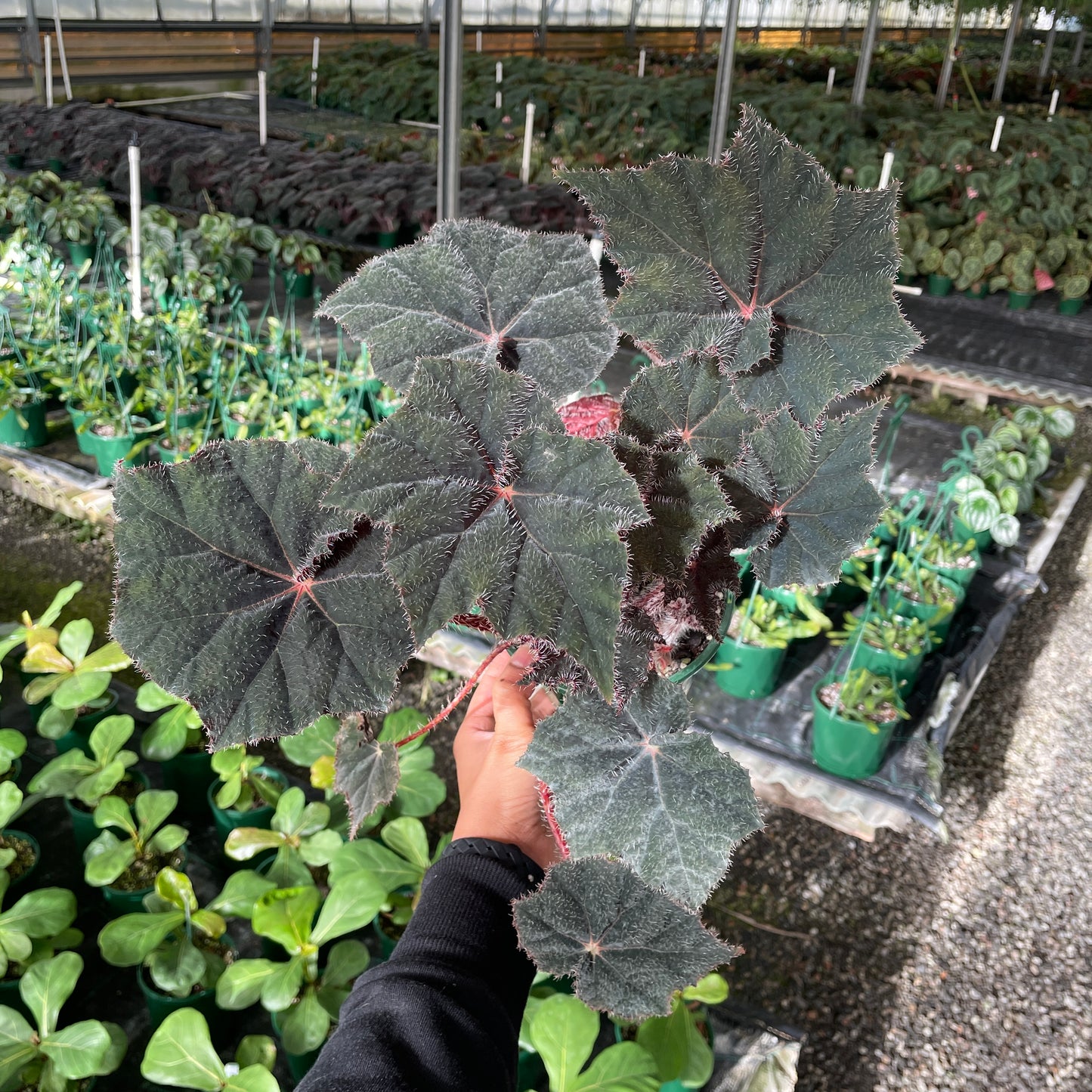 Begonia Bill Morris - Wera Plants