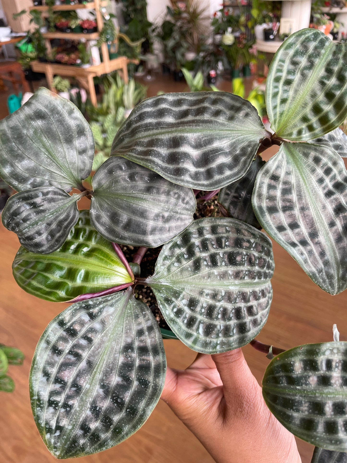 rare indoor plants near me
