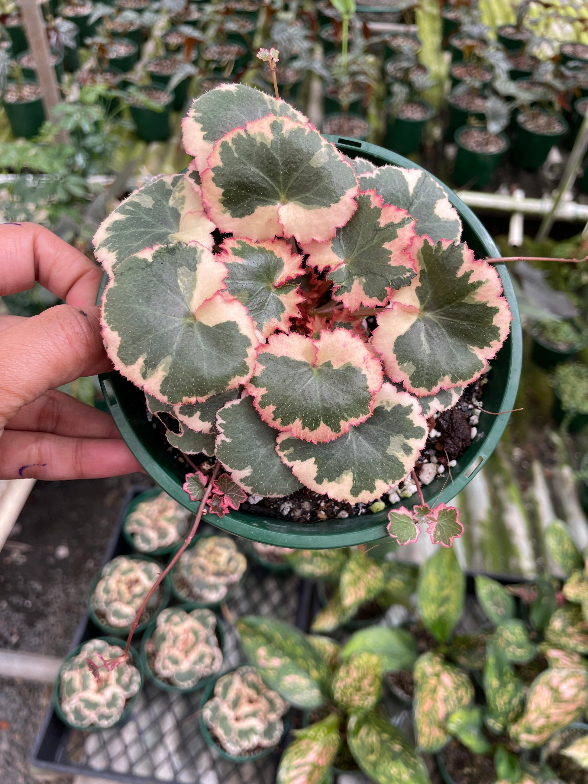 Saxifraga Stolonifera Tricolour (Strawberry Begonia) - Wera Plants