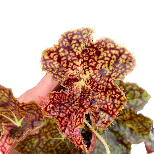 Begonia Fusco Maculata