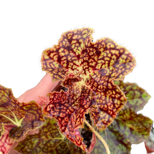 Begonia Fusco Maculata - Wera Plants