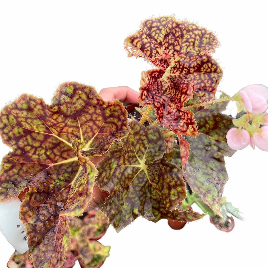 Begonia Fusco Maculata - Wera Plants