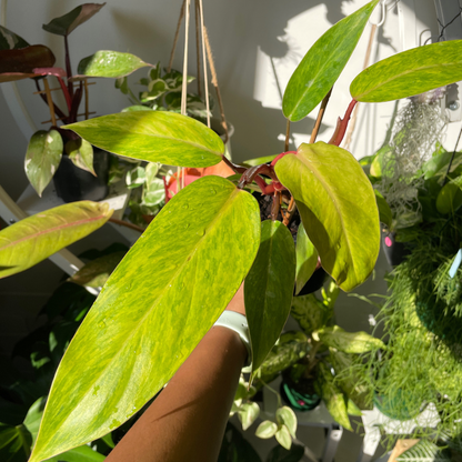 Philodendron ‘Painted Lady’ - Wera Plants