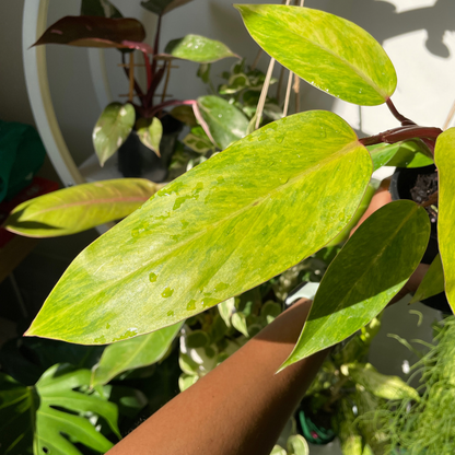 Philodendron ‘Painted Lady’ - Wera Plants