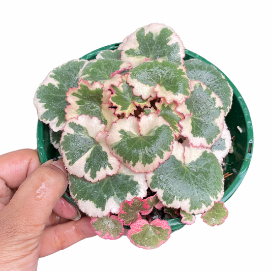 Saxifraga Stolonifera Tricolour (Strawberry Begonia) - Wera Plants