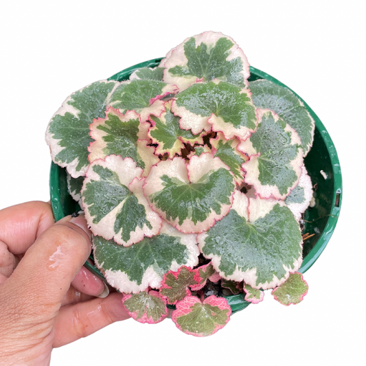 Saxifraga Stolonifera Tricolour (Strawberry Begonia)