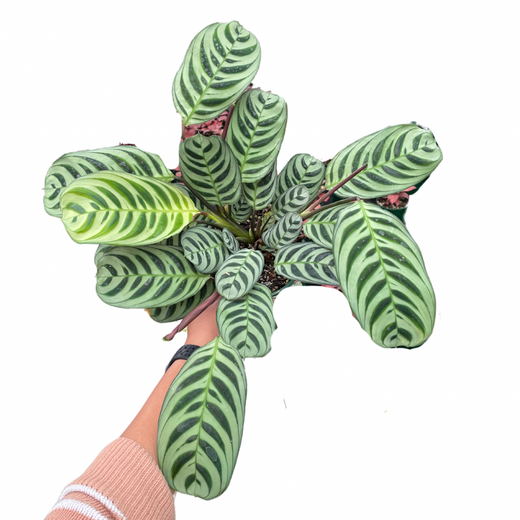 Ctenanthe Burle-Marxii - Wera Plants