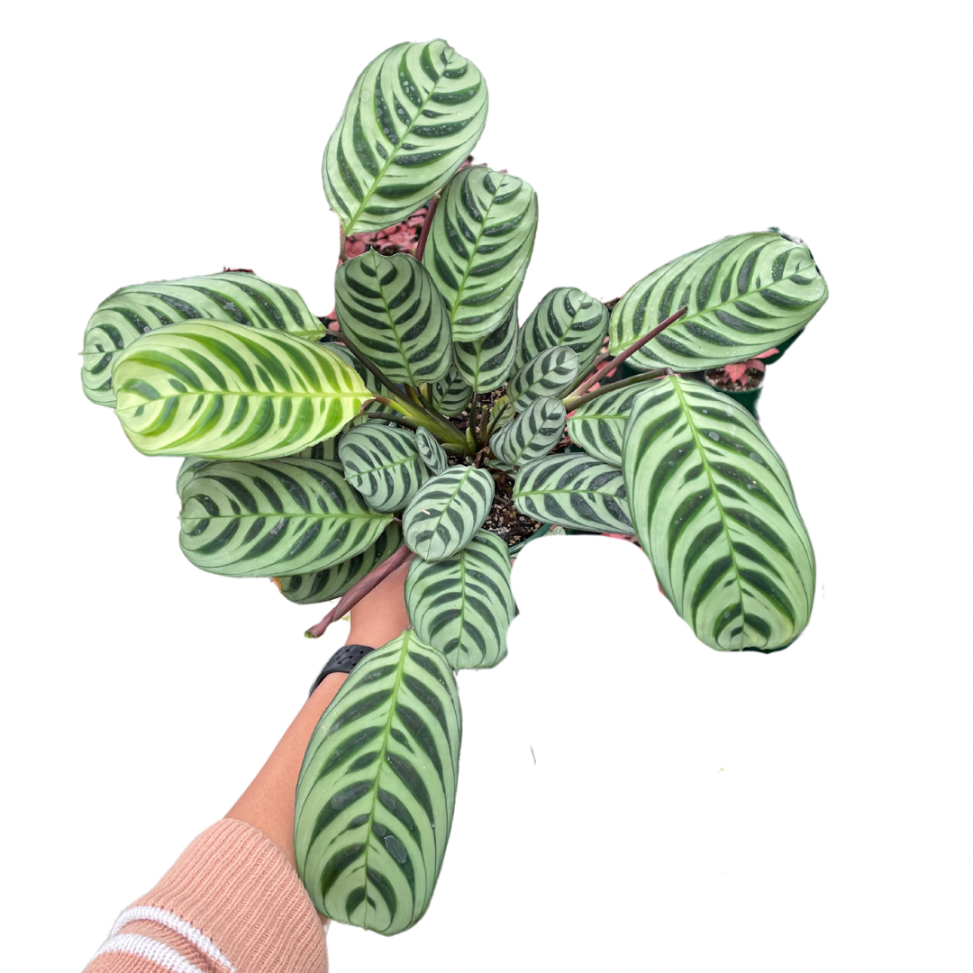 Ctenanthe Burle-Marxii - Wera Plants
