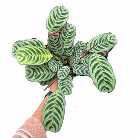 Ctenanthe Burle-Marxii - Wera Plants