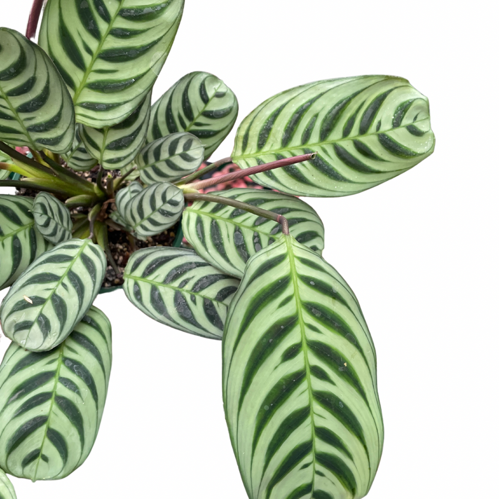 Ctenanthe Burle-Marxii - Wera Plants