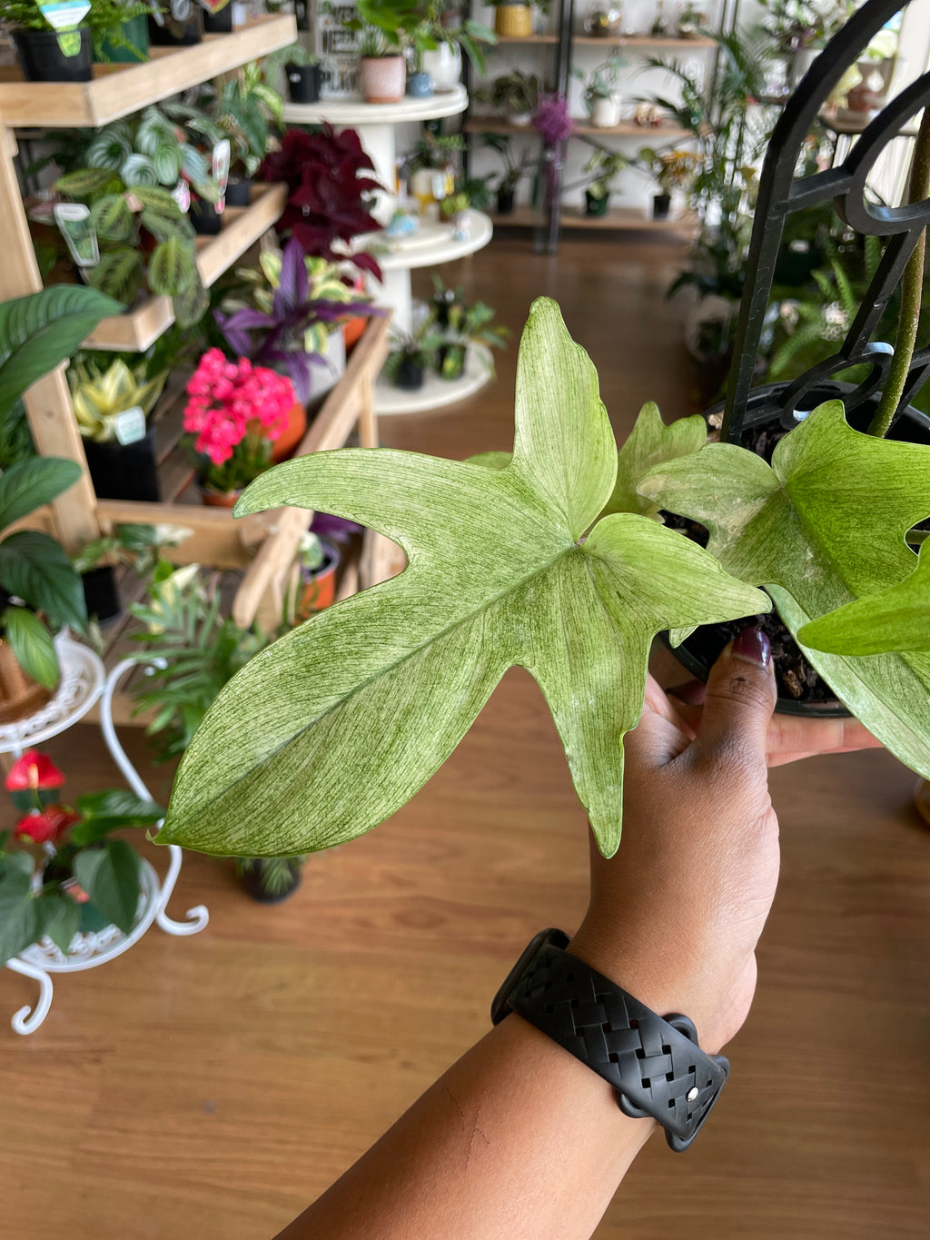 Philodendron Florida Ghost ‘Mint’ - Wera Plants