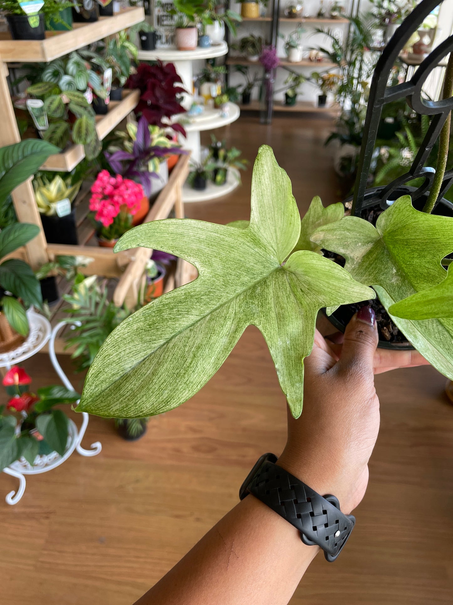 Philodendron Florida Ghost ‘Mint’ - Wera Plants