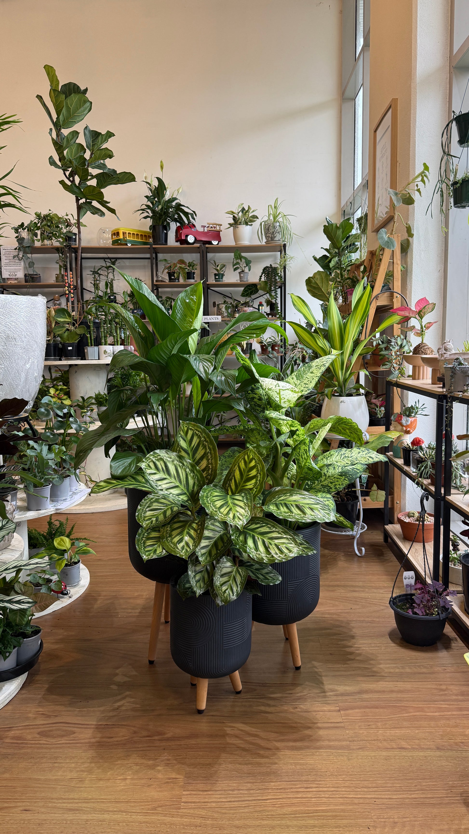 Indoor plant store with various potted plants on wooden shelves.
